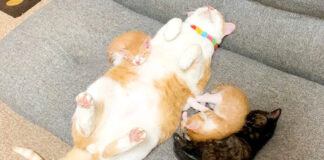 眠る猫達