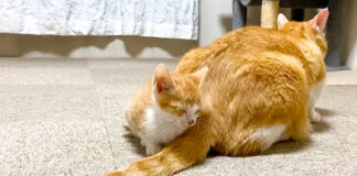 先住猫にくっつく子猫