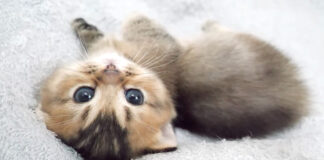 のんびりする子猫