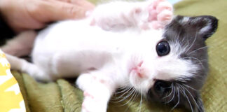 お留守番する子猫