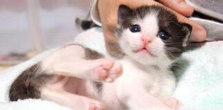 起き上がれない子猫