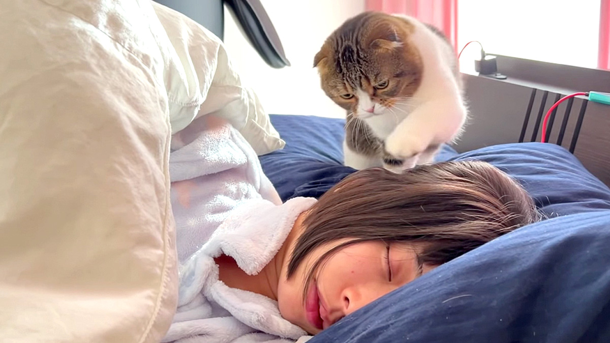 お母さんを起こす猫