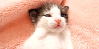 おむすびみたいな子猫