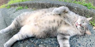 無防備な猫