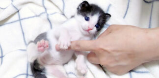 コチョコチョパーされる子猫