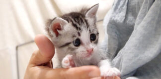 手の上の子猫