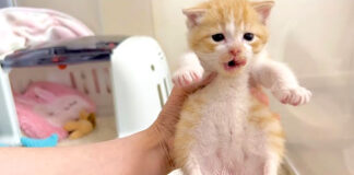 お腹がいっぱいになった子猫