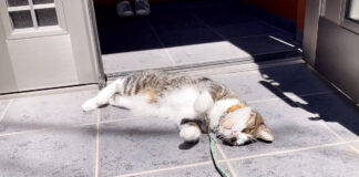 散歩する猫