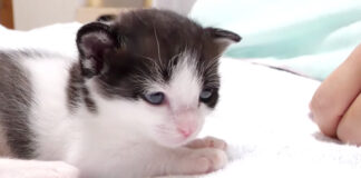 寂しそうな子猫