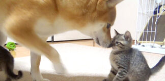 子猫を迎え入れる柴犬