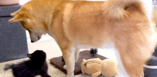 柴犬と子猫