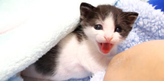 サイレントニャーな子猫