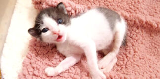 サイレントニャーする子猫