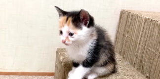 座ったまま眠る子猫