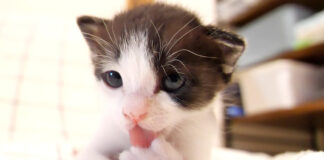 毛づくろいする子猫