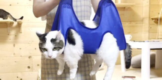 爪を切る猫