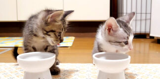 隣のご飯が気になる子猫