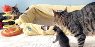 子猫を運ぶ母猫
