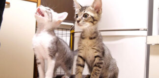 首を長くして待つ子猫達