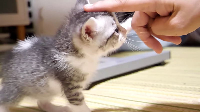 手と遊ぶ子猫