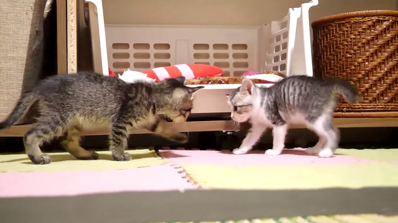 兄弟と遊ぶ子猫