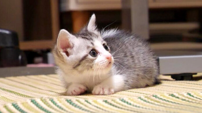 丸くなる子猫