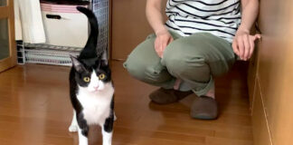 甘えん坊の猫