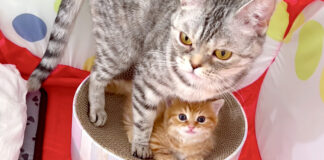 お母さんと子猫