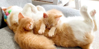 先住猫の上で眠る子猫達