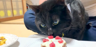 ケーキを食べる猫