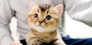 膝の上を大冒険する子猫