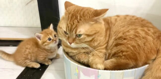父猫にどいて欲しい子猫
