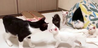 先住猫と子猫達