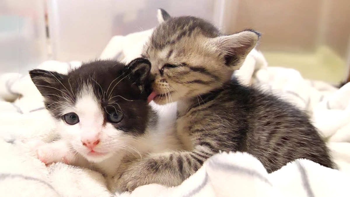友達に毛づくろいされる子猫