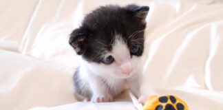オモチャを見る子猫