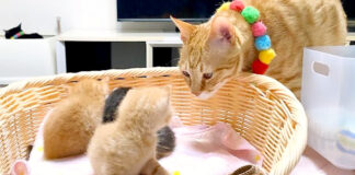 子猫達と先住猫