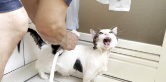 お風呂に入る猫