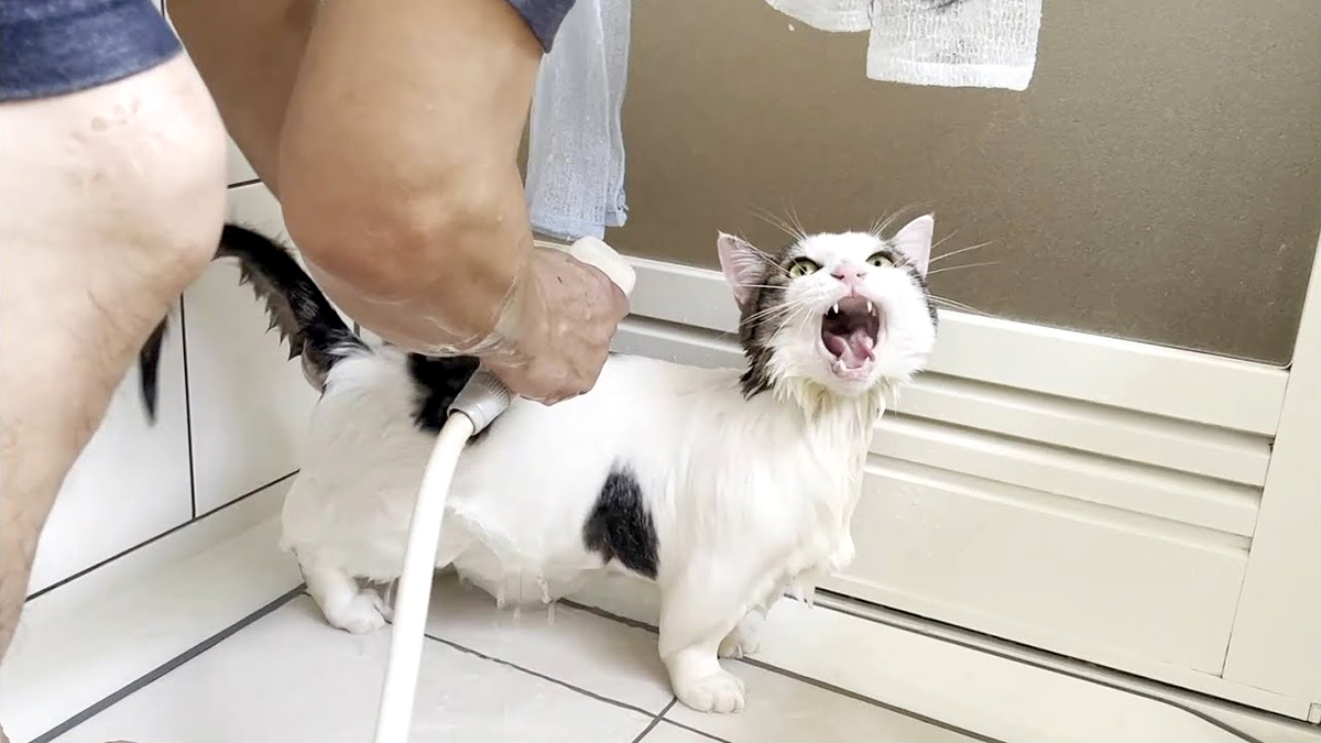 お風呂に入る猫