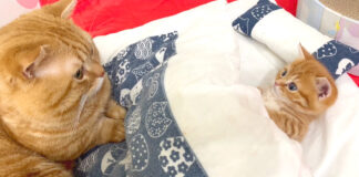 父猫と子猫
