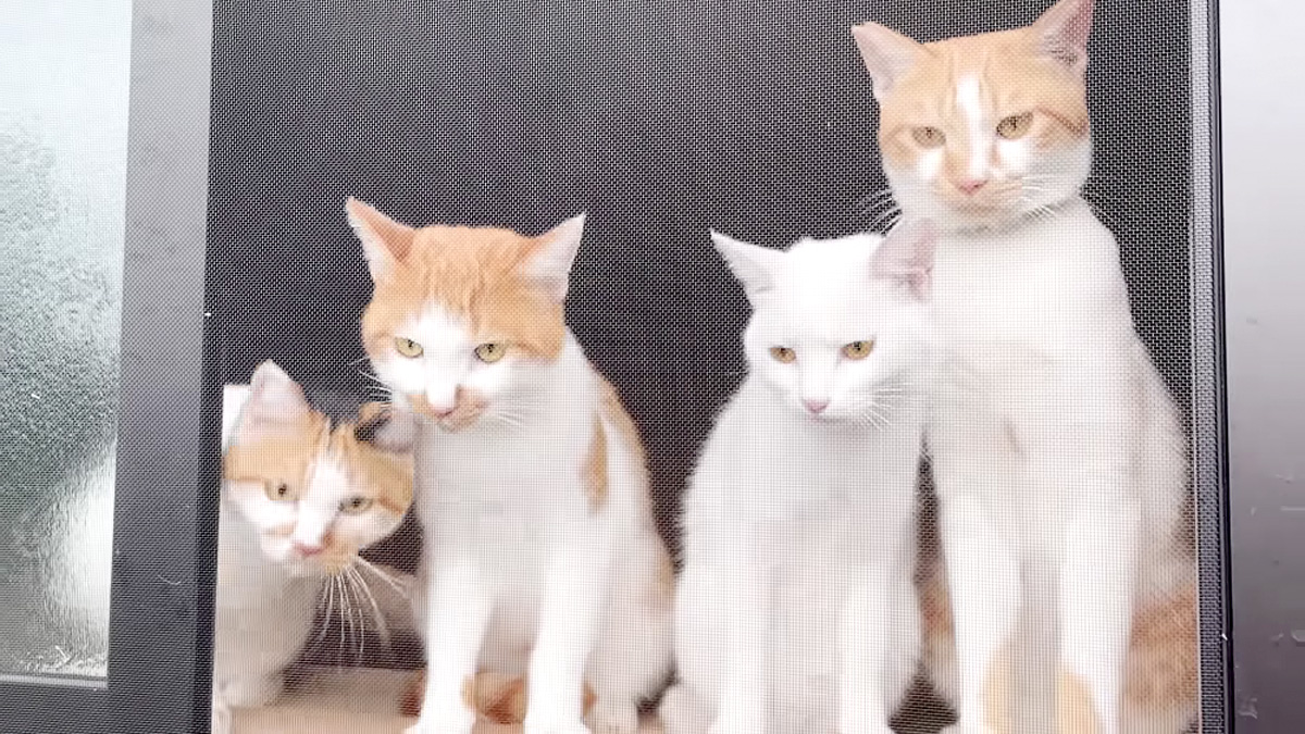 台風から避難する猫達