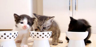 ご飯を食べる子猫達
