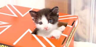 バスの中の子猫