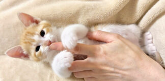 ひとりっ子を堪能する子猫