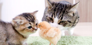ヒヨコが気になる子猫達