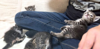 膝の上でやりたい放題な子猫達