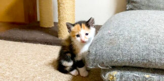 いじけちゃった子猫
