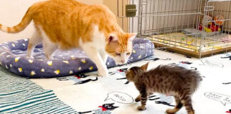 先住猫を威嚇する子猫
