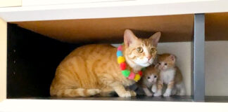 先住猫と一緒に隠れる子猫達