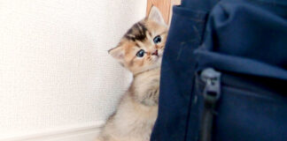 見つかった子猫