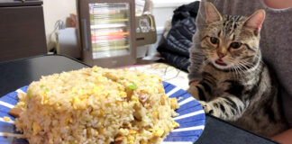 チャーハンに大興奮の猫